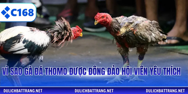 Vì sao gà đá thomo được đông đảo hội viên yêu thích